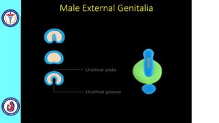 Male External Genitalia
 