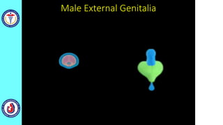Male External Genitalia
 