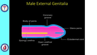 Male External Genitalia
 