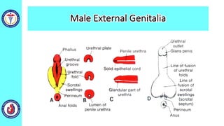 Male External Genitalia
 