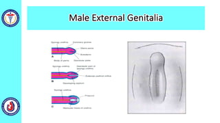 Male External Genitalia
 