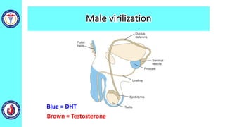 Blue = DHT
Brown = Testosterone
Male virilization
 