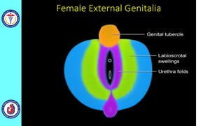 Female External Genitalia
 