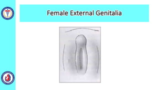 Female External Genitalia
 