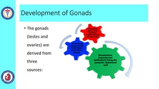 Development of Gonads
• The gonads
(testes and
ovaries) are
derived from
three
sources:
 