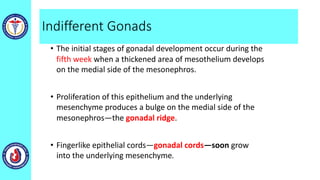 Indifferent Gonads
• The initial stages of gonadal development occur during the
fifth week when a thickened area of mesothelium develops
on the medial side of the mesonephros.
• Proliferation of this epithelium and the underlying
mesenchyme produces a bulge on the medial side of the
mesonephros—the gonadal ridge.
• Fingerlike epithelial cords—gonadal cords—soon grow
into the underlying mesenchyme.
 