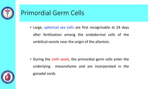 Primordial Germ Cells
• Large, spherical sex cells are first recognizable at 24 days
after fertilization among the endodermal cells of the
umbilical vesicle near the origin of the allantois .
• During the sixth week, the primordial germ cells enter the
underlying mesenchyme and are incorporated in the
gonadal cords
 