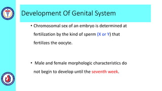 Development Of Genital System
• Chromosomal sex of an embryo is determined at
fertilization by the kind of sperm (X or Y) that
fertilizes the oocyte.
• Male and female morphologic characteristics do
not begin to develop until the seventh week.
 