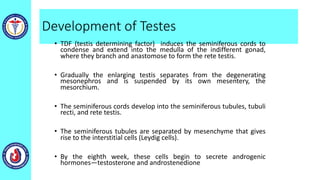 Development of Testes
• TDF (testis determining factor) induces the seminiferous cords to
condense and extend into the medulla of the indifferent gonad,
where they branch and anastomose to form the rete testis.
• Gradually the enlarging testis separates from the degenerating
mesonephros and is suspended by its own mesentery, the
mesorchium.
• The seminiferous cords develop into the seminiferous tubules, tubuli
recti, and rete testis.
• The seminiferous tubules are separated by mesenchyme that gives
rise to the interstitial cells (Leydig cells).
• By the eighth week, these cells begin to secrete androgenic
hormones—testosterone and androstenedione
 
