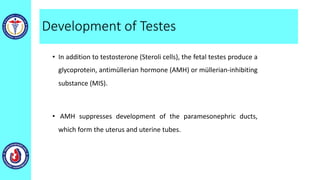 Development of Testes
• In addition to testosterone (Steroli cells), the fetal testes produce a
glycoprotein, antimüllerian hormone (AMH) or müllerian-inhibiting
substance (MIS).
• AMH suppresses development of the paramesonephric ducts,
which form the uterus and uterine tubes.
 