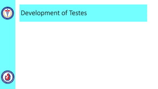 Development of Testes
• The walls of the seminiferous tubules are composed of two
types of cells:
• Sertoli cells, supporting cells derived from the surface
epithelium of the testis
• Spermatogonia, primordial sperm cells derived from the
primordial germ cells
 