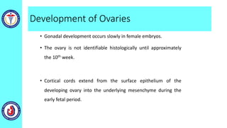 Development of Ovaries
• Gonadal development occurs slowly in female embryos.
• The ovary is not identifiable histologically until approximately
the 10th week.
• Cortical cords extend from the surface epithelium of the
developing ovary into the underlying mesenchyme during the
early fetal period.
 