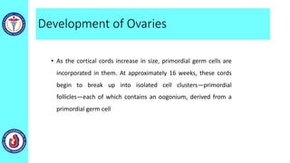 Development of Ovaries
• As the cortical cords increase in size, primordial germ cells are
incorporated in them. At approximately 16 weeks, these cords
begin to break up into isolated cell clusters—primordial
follicles—each of which contains an oogonium, derived from a
primordial germ cell
 