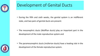 Development of Genital Ducts
• During the fifth and sixth weeks, the genital system is an indifferent
state, and two pairs of genital ducts are present:
• The mesonephric ducts (Wolffian ducts) play an important part in the
development of the male reproductive system and
• The paramesonephric ducts (müllerian ducts) have a leading role in the
development of the female reproductive system.
 