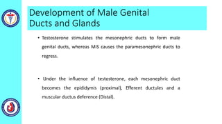 Development of Male Genital
Ducts and Glands
• Testosterone stimulates the mesonephric ducts to form male
genital ducts, whereas MIS causes the paramesonephric ducts to
regress.
• Under the influence of testosterone, each mesonephric duct
becomes the epididymis (proximal), Efferent ductules and a
muscular ductus deference (Distal).
 