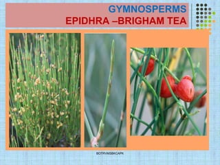 5 gymnosperm | PDF