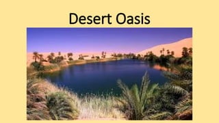 Desert Oasis
 