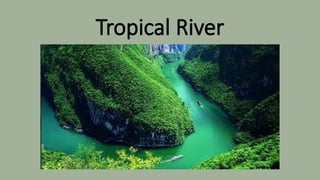 Tropical River
 