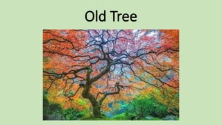 Old Tree
 