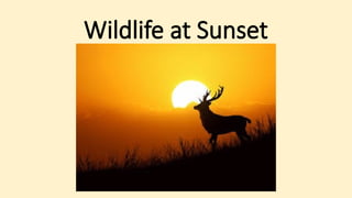 Wildlife at Sunset
 