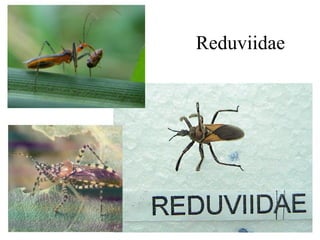 Reduviidae