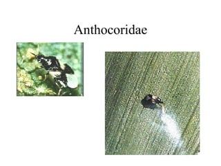 Anthocoridae