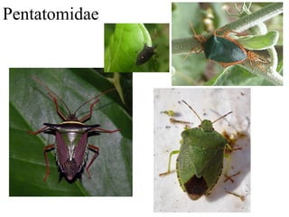 Pentatomidae