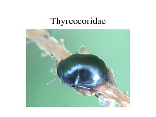 Thyreocoridae