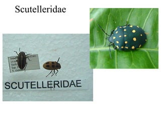 Scutelleridae