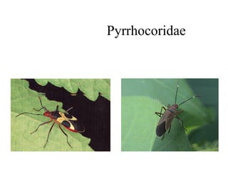 Pyrrhocoridae