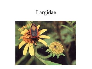 Largidae