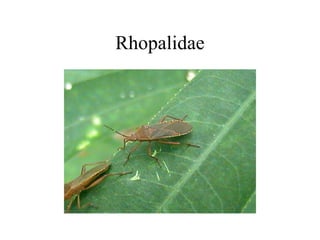 Rhopalidae