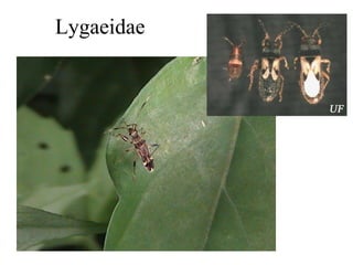 Lygaeidae