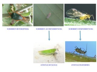 SUBORDEN HETEROPTERA SUBORDEN AUCHENORHYNCHA SUBORDEN STERNORHYNCHA
ANTENAS SETÁCEAS ANTENAS FILIFORMES