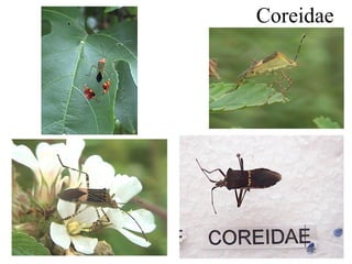 Coreidae