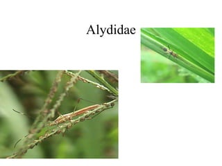 Alydidae