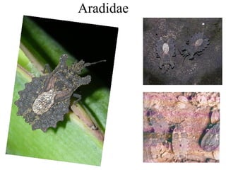 Aradidae