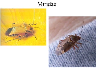 Miridae
