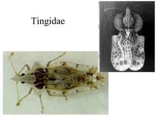 Tingidae