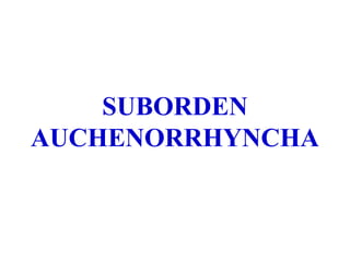 SUBORDEN
AUCHENORRHYNCHA