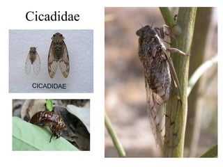 Cicadidae