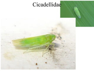 Cicadellidae