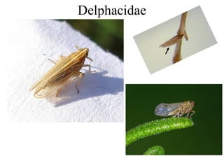 Delphacidae