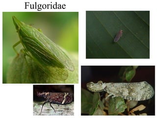 Fulgoridae