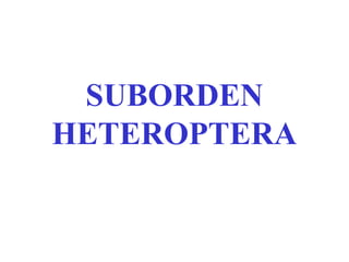 SUBORDEN
HETEROPTERA