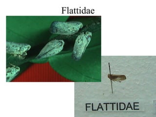 Flattidae