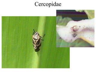 Cercopidae