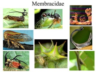 Membracidae