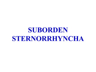 SUBORDEN
STERNORRHYNCHA