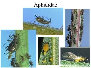 Aphididae